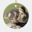 Search for duckling christmas tree decorations Wildlife