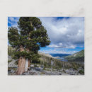 Search for juniper postcards California