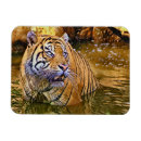 Search for sumatran magnets Big cat