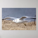 Search for american wildlife posters Birds