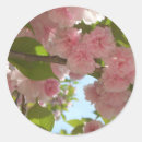 Search for cherry blossom tree stickers Flowers