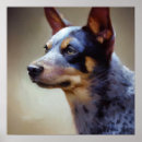 Search for heeler posters Animal