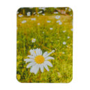 Search for scandinavian magnets Norway