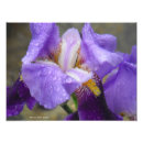 Search for anatomy kodak posters Flowers