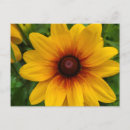 Search for black eyed susans postcards Flowers