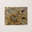 Search for fossil puzzles Background