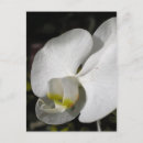Search for white orchid postcards Floral