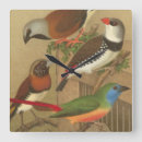 Search for cages art Colourful