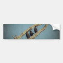 Search for crow bumper stickers Birds