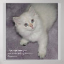 Search for siberian posters Kitten
