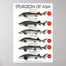 Search for fun fish posters Funny
