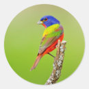 Search for painted bunting stickers Passerina ciris