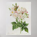 Search for pierre joseph redoute posters Illustration