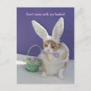 Search for easter baskets postcards Bunny