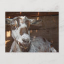 Search for pygmy goat postcards Cute