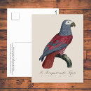Search for gray red postcards Bird