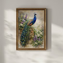 Search for peacock posters Botanical
