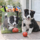 Search for collies bags Cute