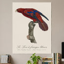 Search for lory posters Parrot