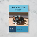 Search for boston terrier birthday Happy birthday dog