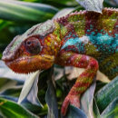 Search for reptile Jungle