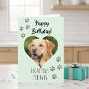 Search for fur baby cards Cat