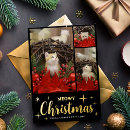 Search for three cats christmas cards Pet