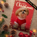 Search for pets cards Pet photo