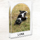 Search for dog memorial photo display Modern