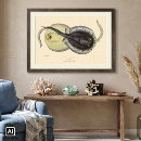 Search for stingray fish posters Vintage