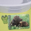 Search for tray photography Dog