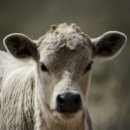 Search for feed baby clothes Milk