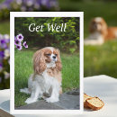 Search for grey dog cards Doggie