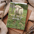 Search for funny sheep birthday cards Cute