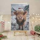 Search for highland christmas cards Cow