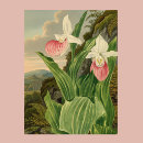 Search for lady slipper posters Pretty