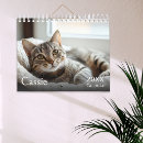 Search for kittis photography Cute kitty
