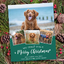 Search for white dog christmas cards Pet photo