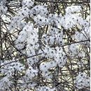 Search for clematis postcards Plants