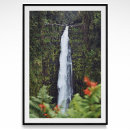Search for rainforest photography Green