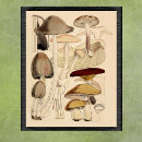 Search for vintage natural history posters Antique