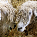 Search for funny sheep mouse mats Farm animals