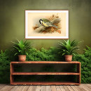 Search for aves posters Illustration