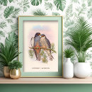 Search for kestrel art Raptor