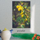 Search for plum posters Fruit