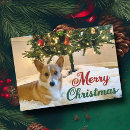 Search for corgi christmas cards Cute