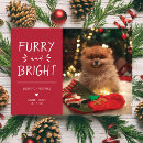 Search for furry christmas cards Dog