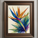 Search for bird of paradise art Colourful