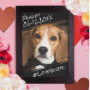 Search for home living Pet