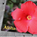 Search for aloha from hawaii postcards Tropical